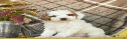 Miniature Poodle dogs for sale: Fluffy  - Ad 2