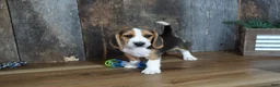 Beagle dogs for sale: Brett - Ad 15