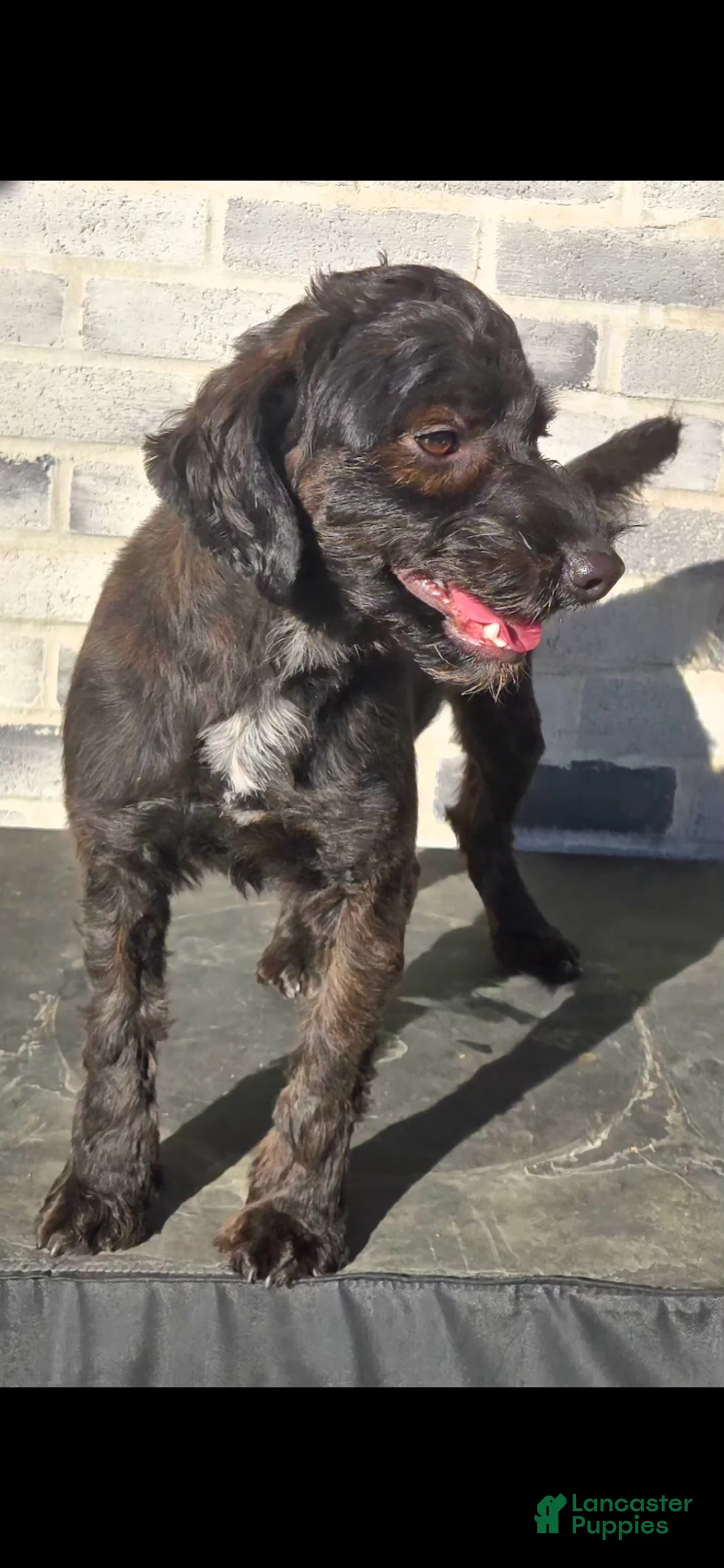 Bernedoodle dogs for sale: Bernedoodle Puppy 2 - Ad 5