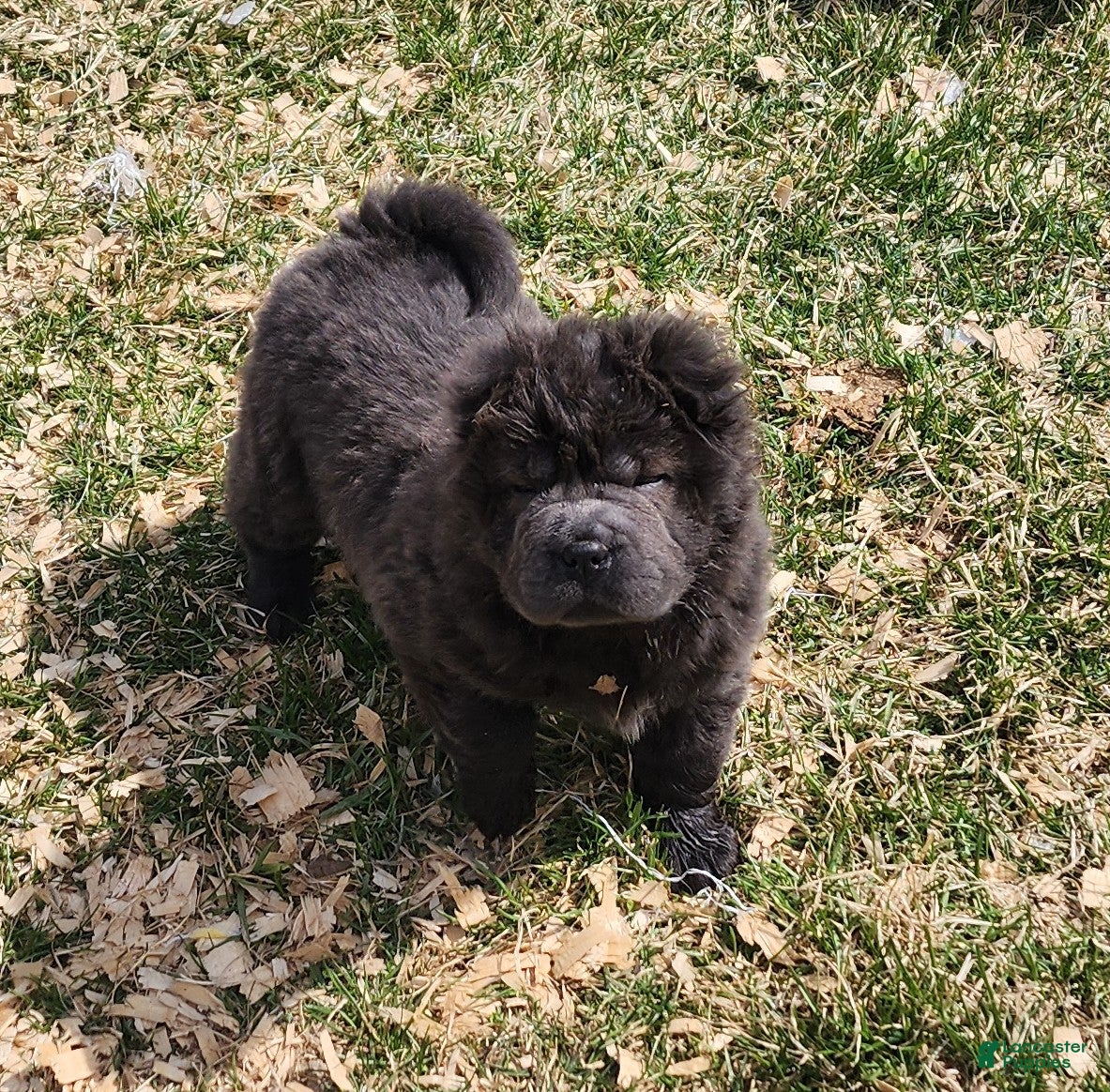 Shar Pei dogs Blue bear mini - Ad 1