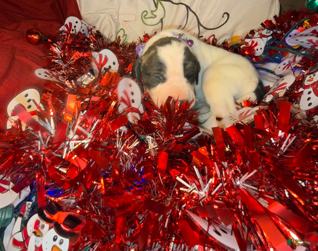 Great Dane dogs for sale: Vicky - Ad 10