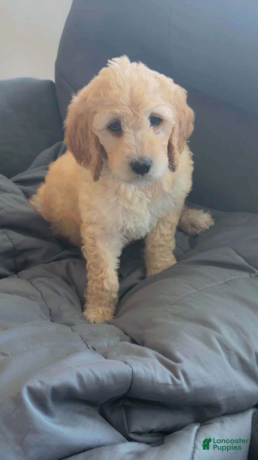 Goldendoodle dogs for sale: Goldendoodle Baby Girl Purple  - Ad 1