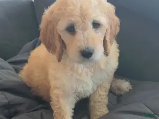 Goldendoodle dogs Goldendoodle Baby Girl Purple - Ad 8