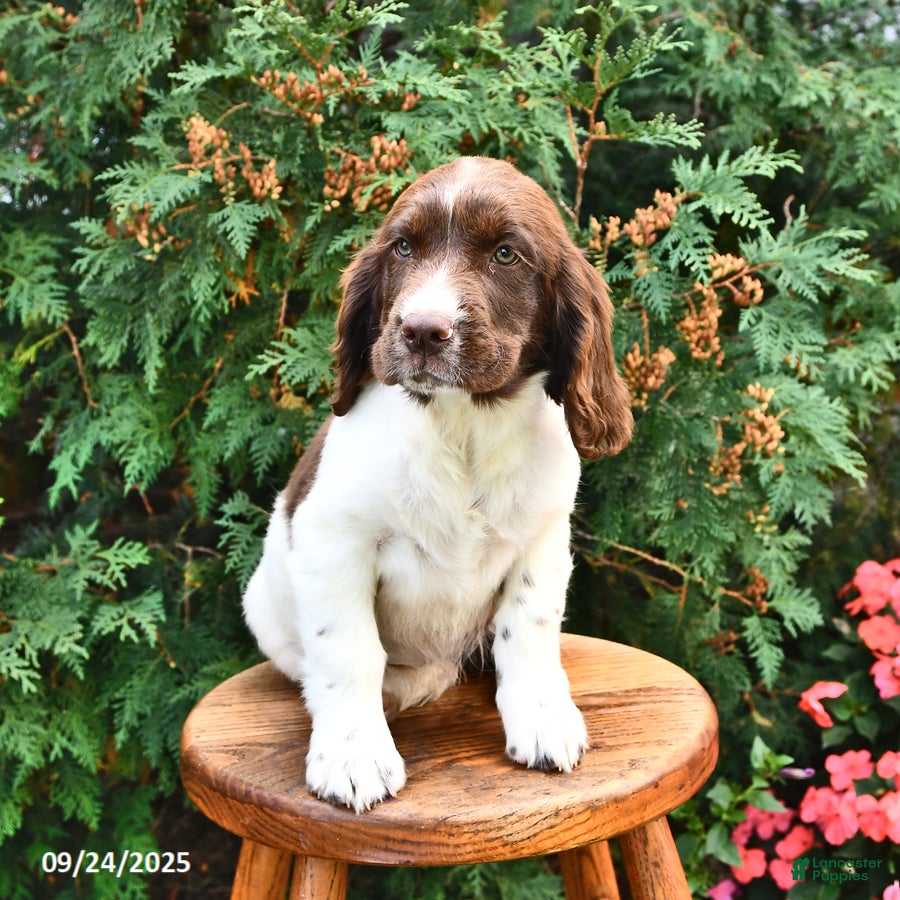 English Springer Spaniel Puppies for sale Lancaster Puppies