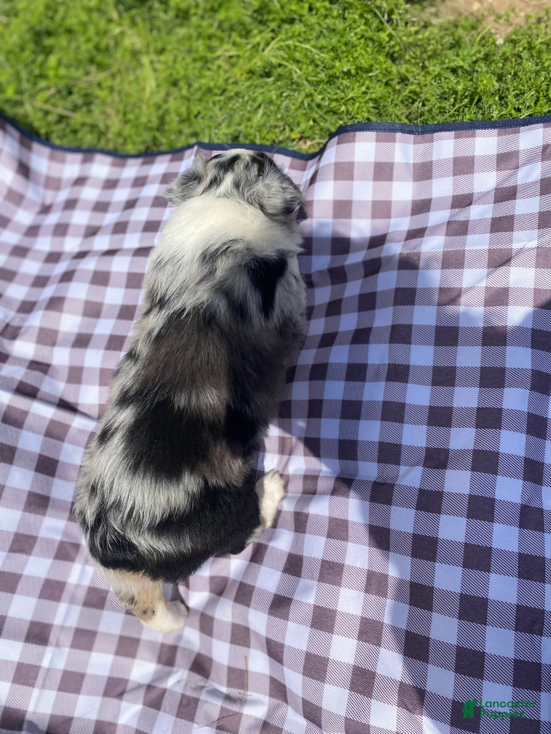 Australian Shepherd dogs for sale: Fern - Ad 2