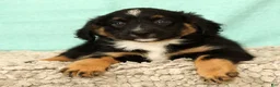 Mini Aussiedoodle dogs for sale: Leon - Ad 1