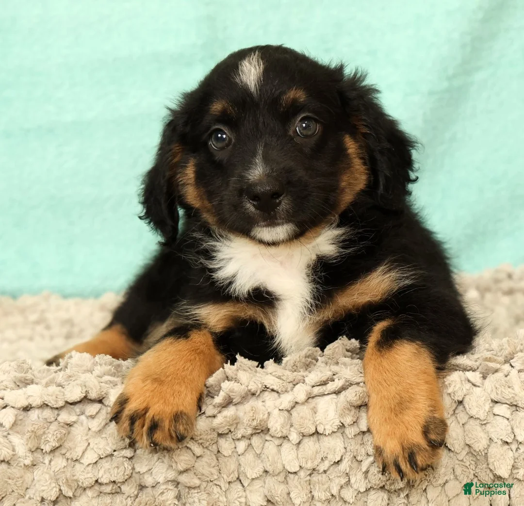 Mini Aussiedoodle dogs for sale: Leon - Ad 1