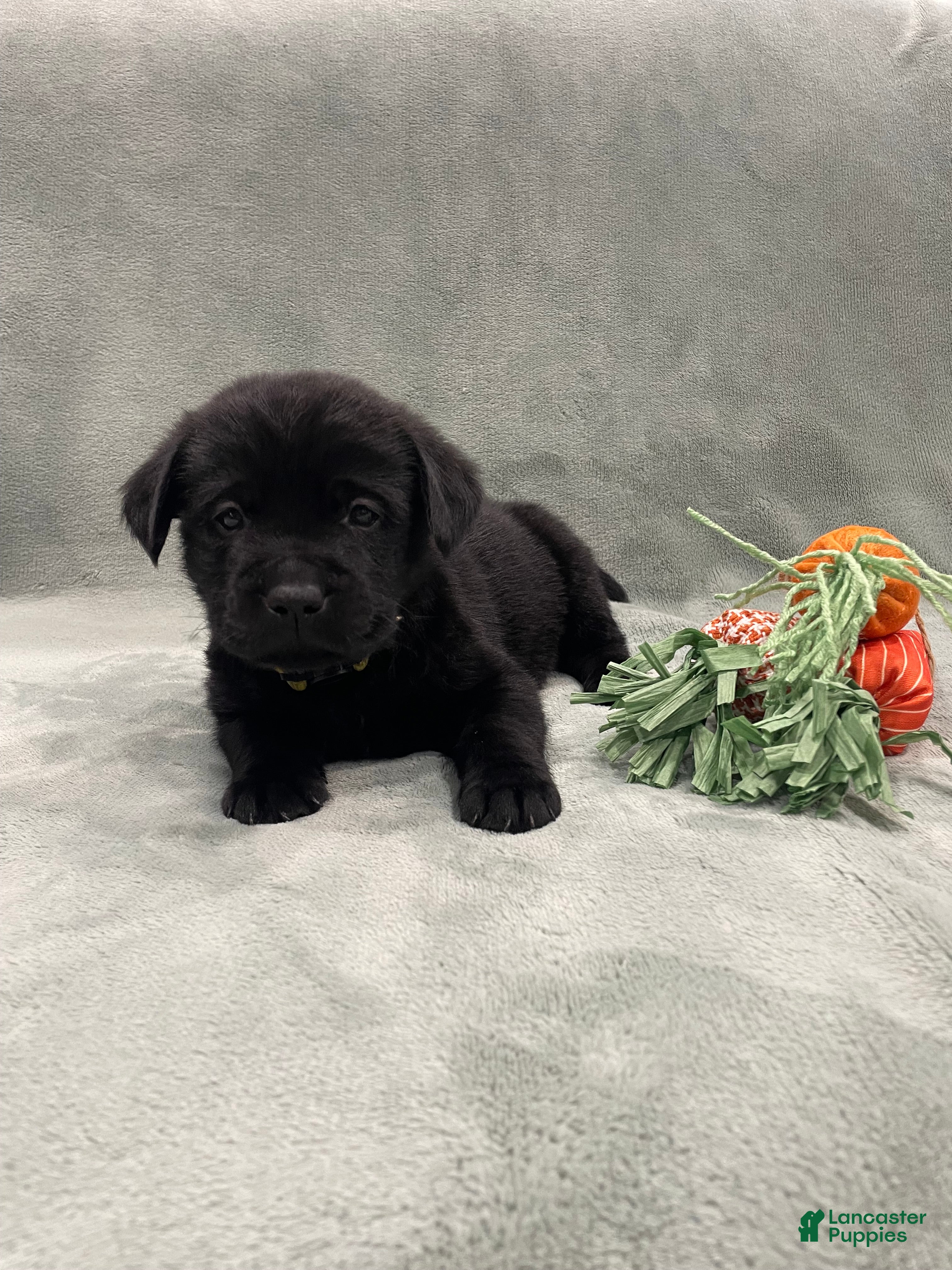Labrador Retriever dogs Labrador Retriever Collar Yellow  - Ad 2