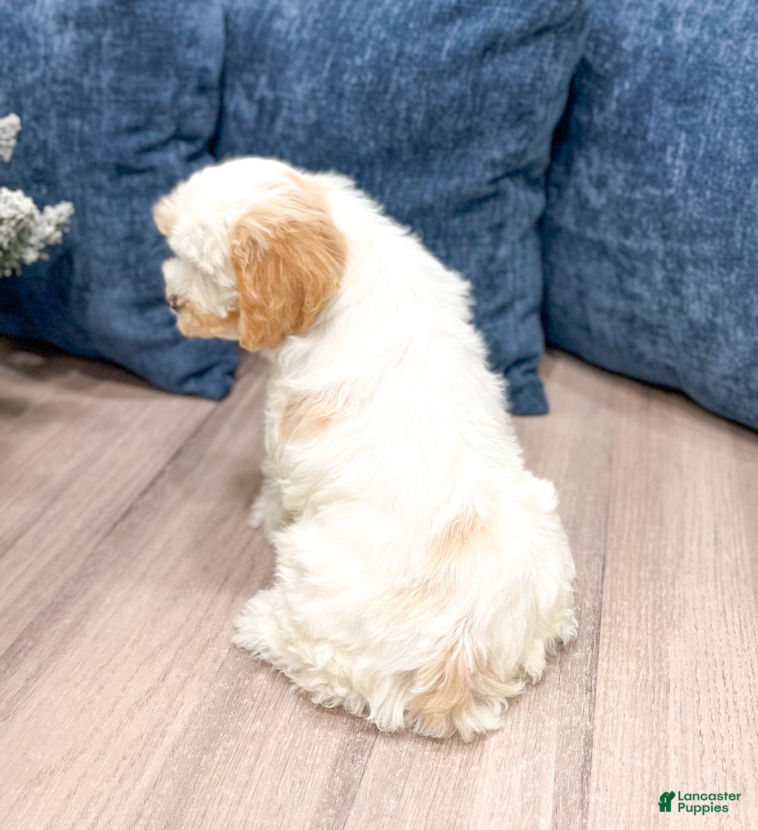 Cockapoo dogs for sale: Paige - Ad 5