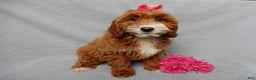 Mini Goldendoodle dogs for sale: Lulu - Ad 7
