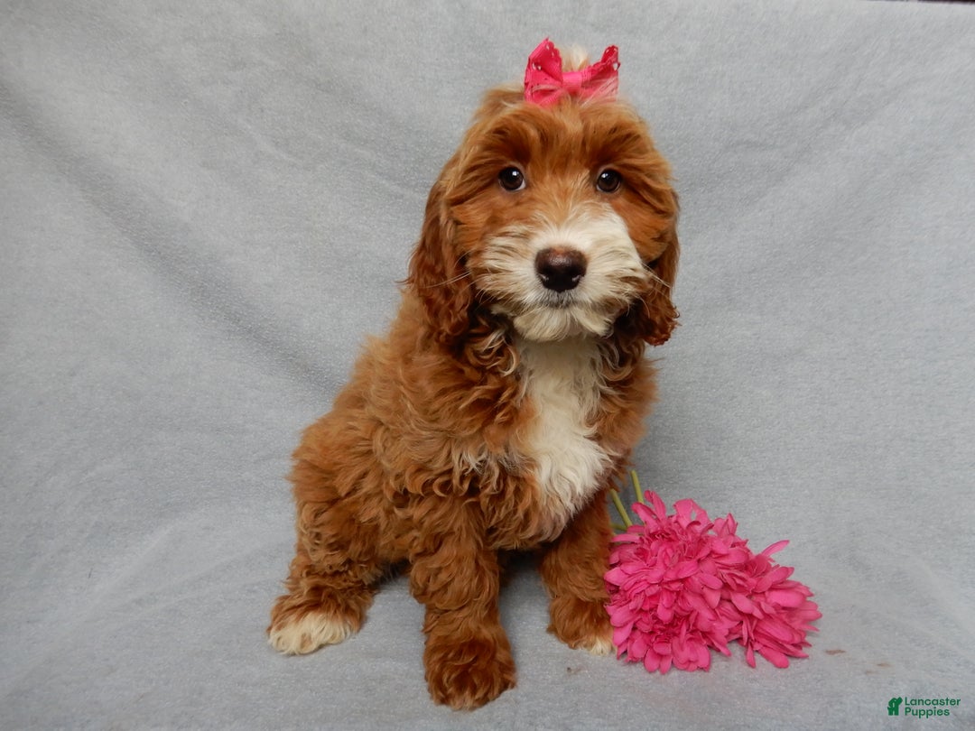 Mini Goldendoodle dogs for sale: Lulu - Ad 7