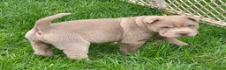 Shar Pei dogs for sale: Layla mini lilac  - Ad 3