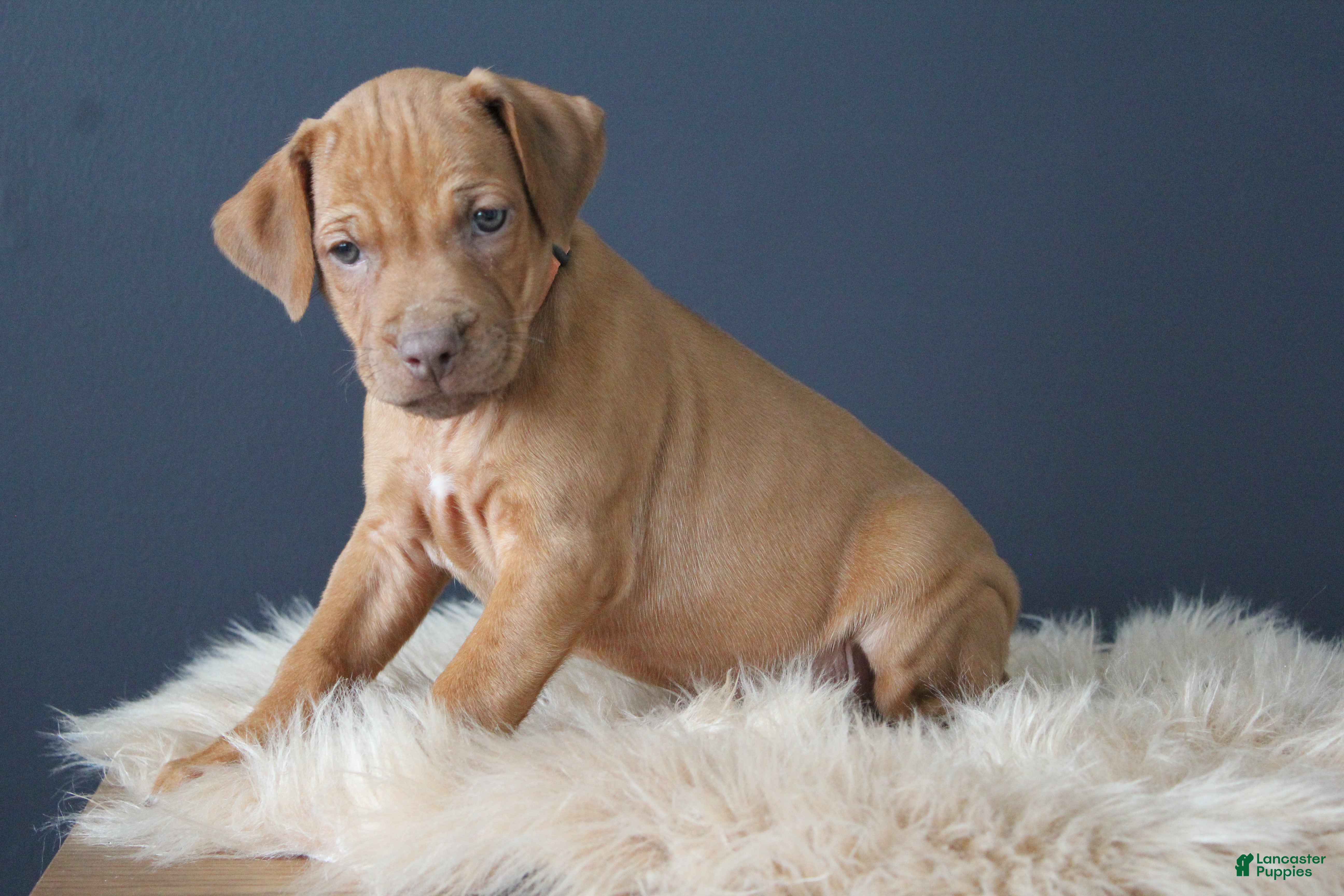 Rhodesian Ridgeback dogs Kasper - Ad 1