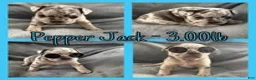 French Bulldog dogs for sale: Pepper Jack - Ad 3
