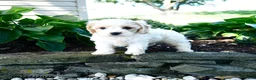 Cavachon dogs for sale: Laurence - Ad 3