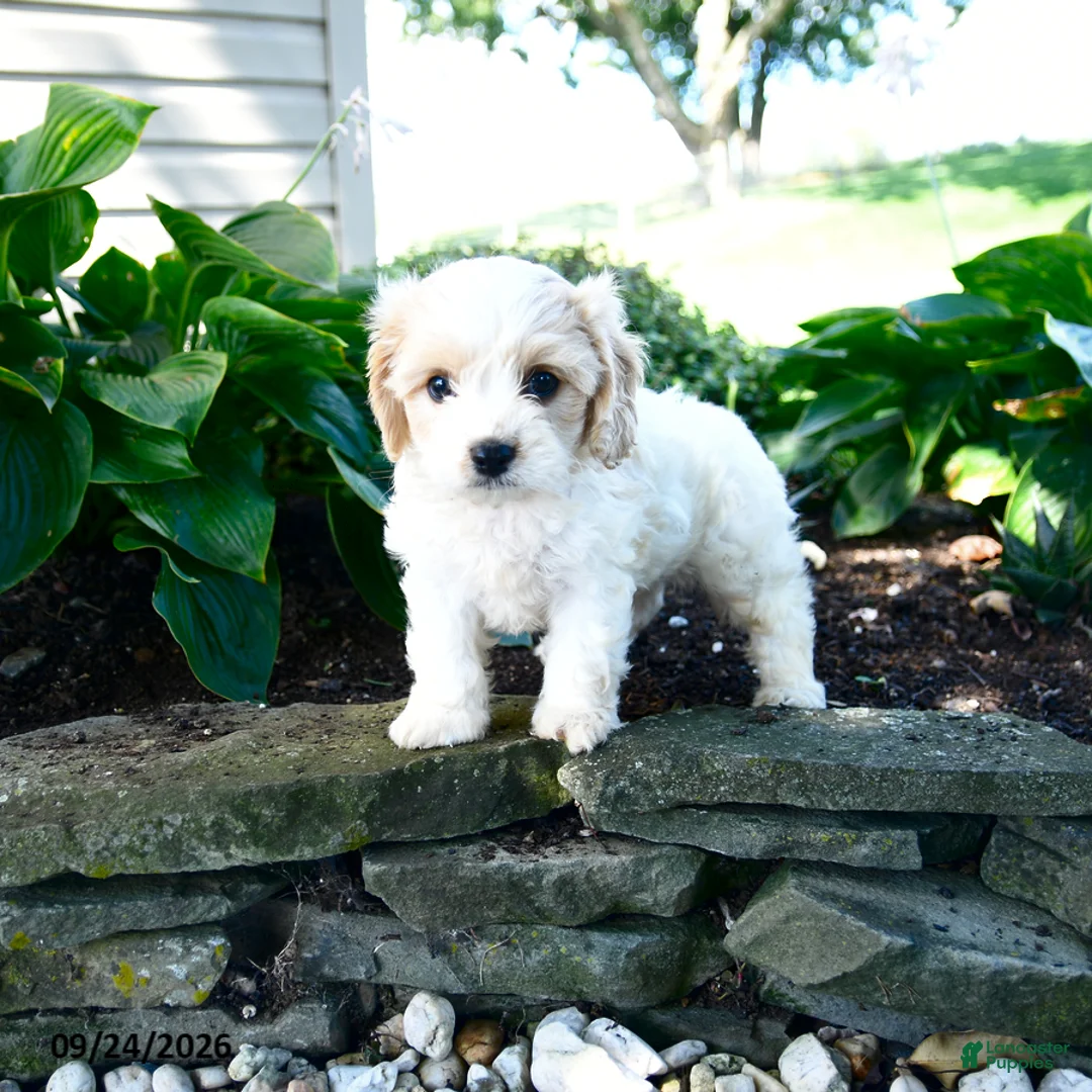 Cavachon dogs for sale: Laurence - Ad 3