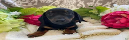 Miniature Dachshund dogs for sale: Prince - Ad 10