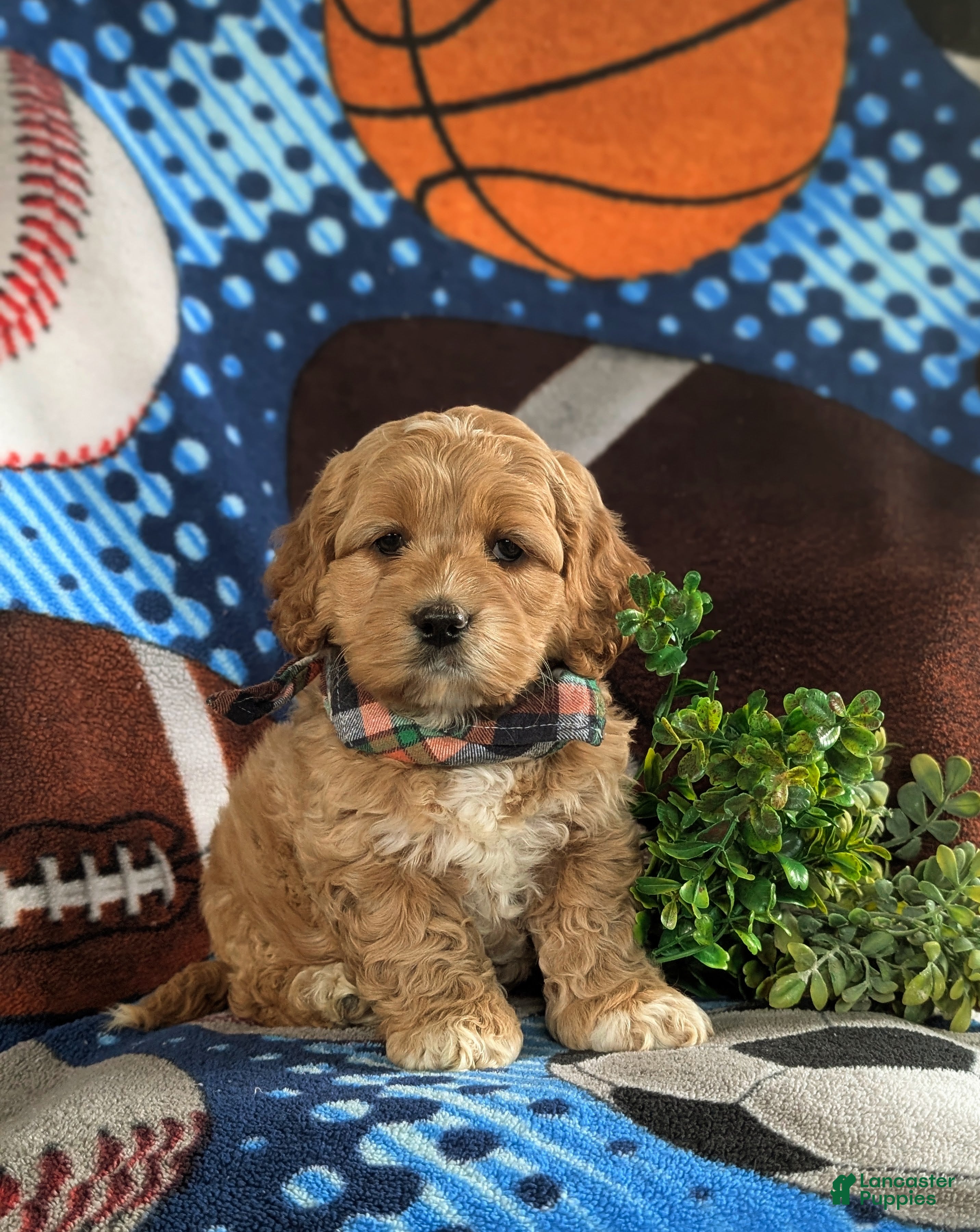 Cockapoo dogs Lazarus - Ad 2