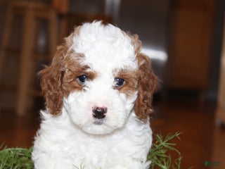 Cavapoo dogs Holly - F1B Cavapoo Female - Ad 18