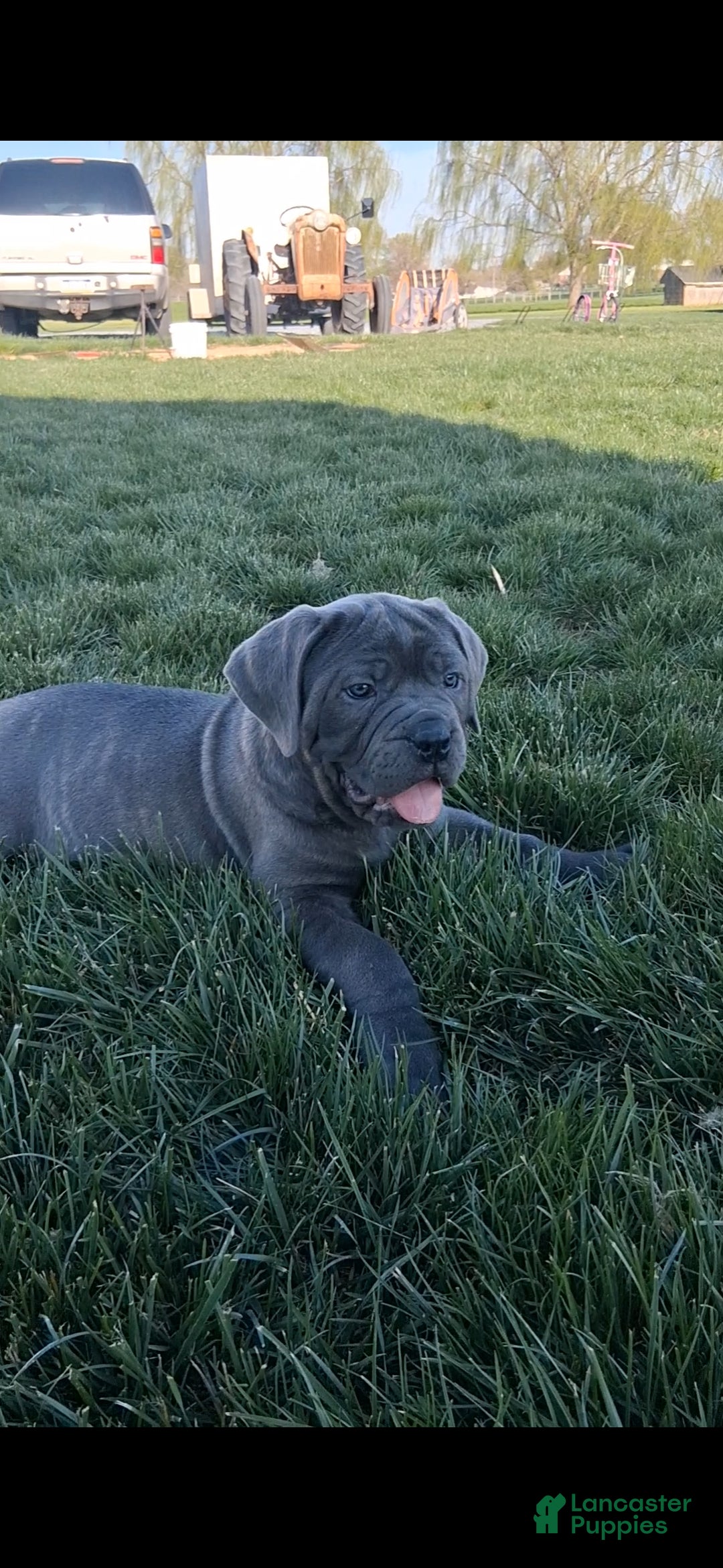 Cane Corso dogs Brianna - Ad 2