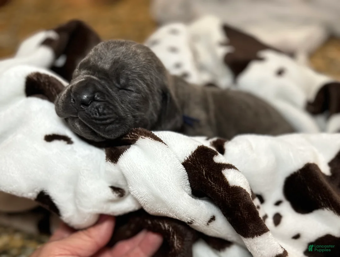 Cane Corso dogs for sale: Cane Corso Puppy 1 - Ad 2