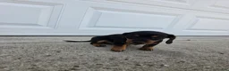 Dachshund dogs for sale: Hazel - Ad 6