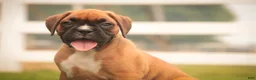 Boxer dogs for sale: Cassie - Ad 9