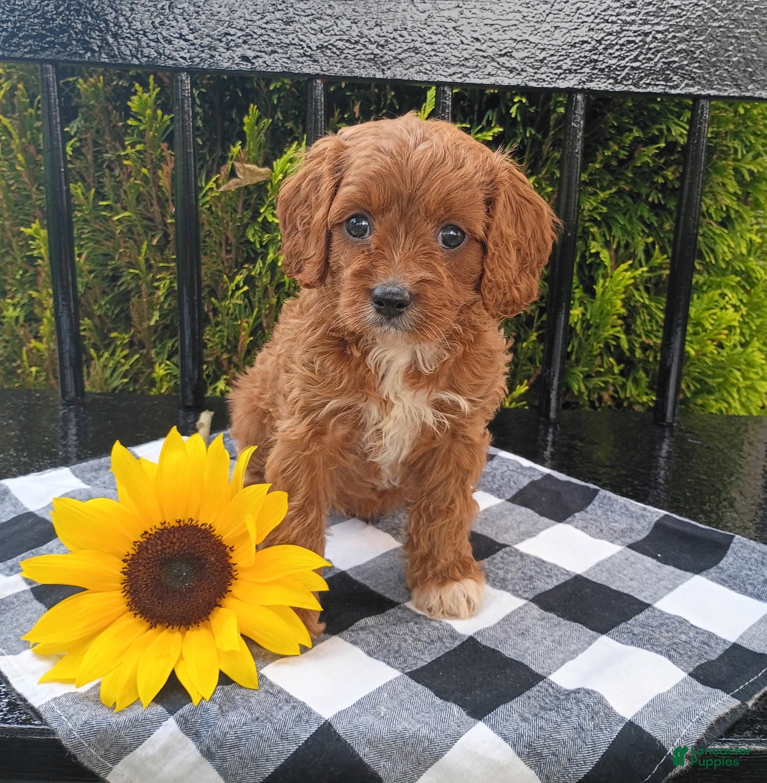 Cavapoo dogs for sale: Echo - Ad 1