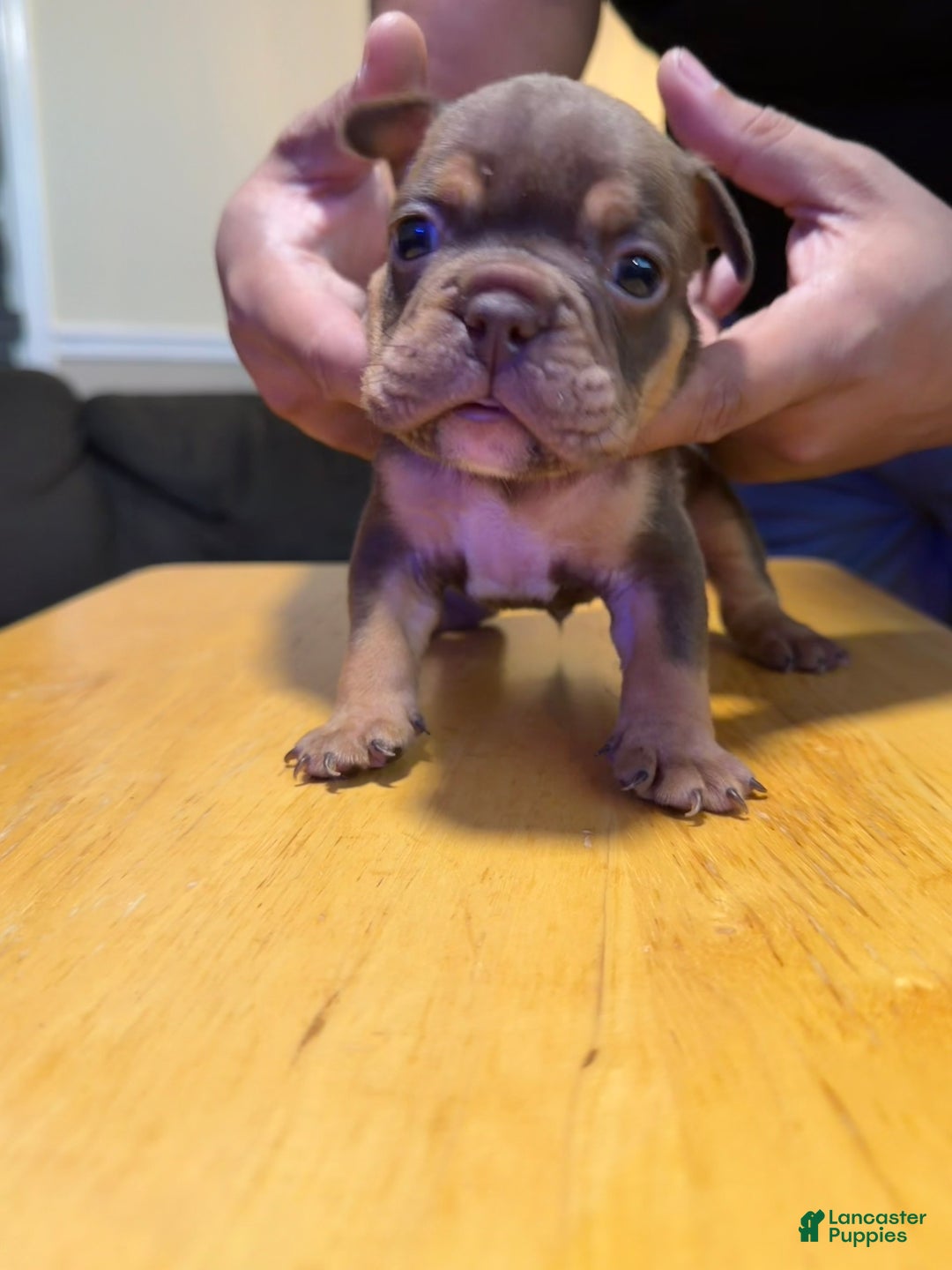 English Bulldog dogs for sale: Aries  - Ad 3