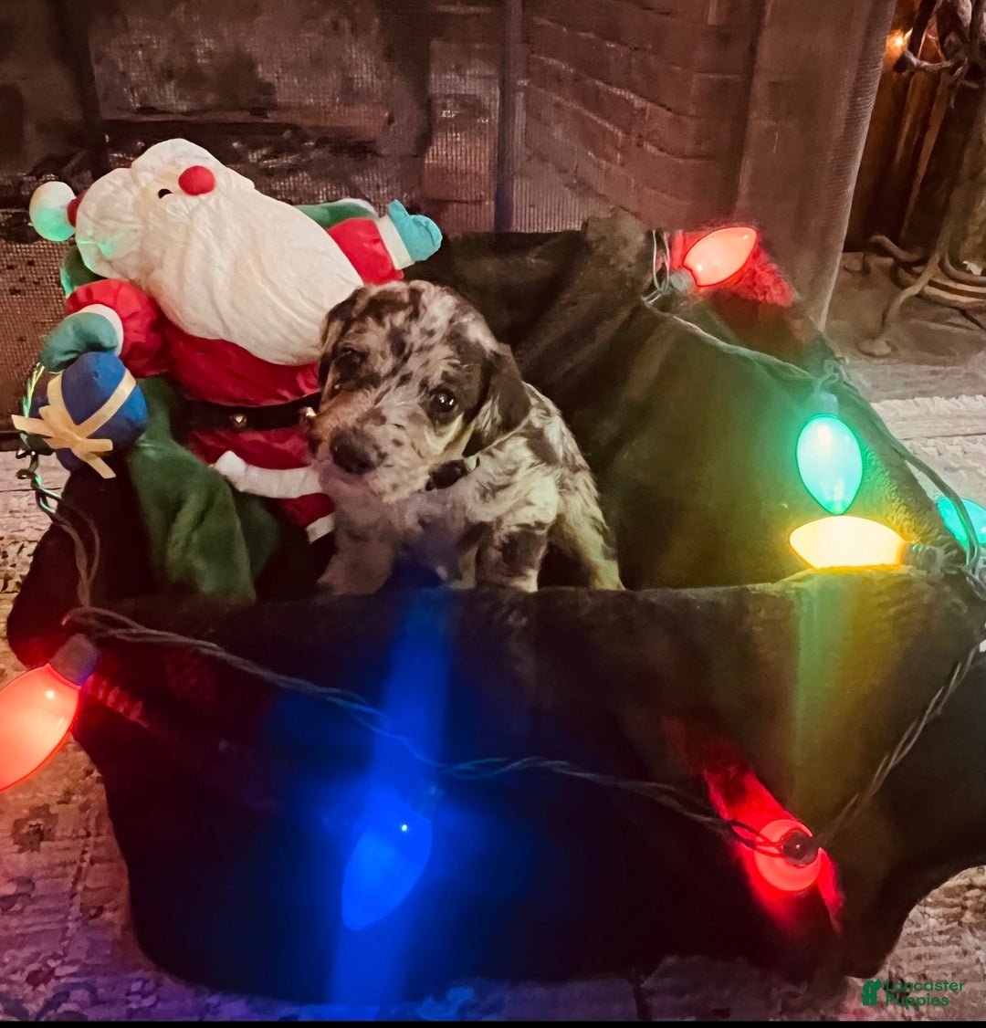 Mixed Breed dogs for sale: Joey - Silver Harlequin boy - Ad 1