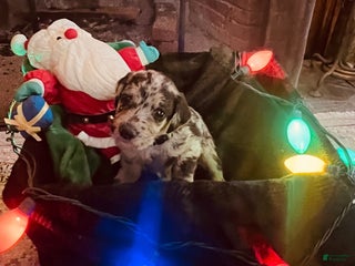 Mixed Breed dogs Joey - Silver Harlequin boy - Ad 25