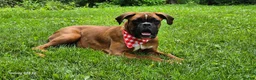 Boxer dogs for sale: BAILEY - Ad 3