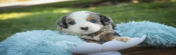 Mini Bernedoodle dogs for sale: Mingo Mini Bernedoodle  - Ad 1
