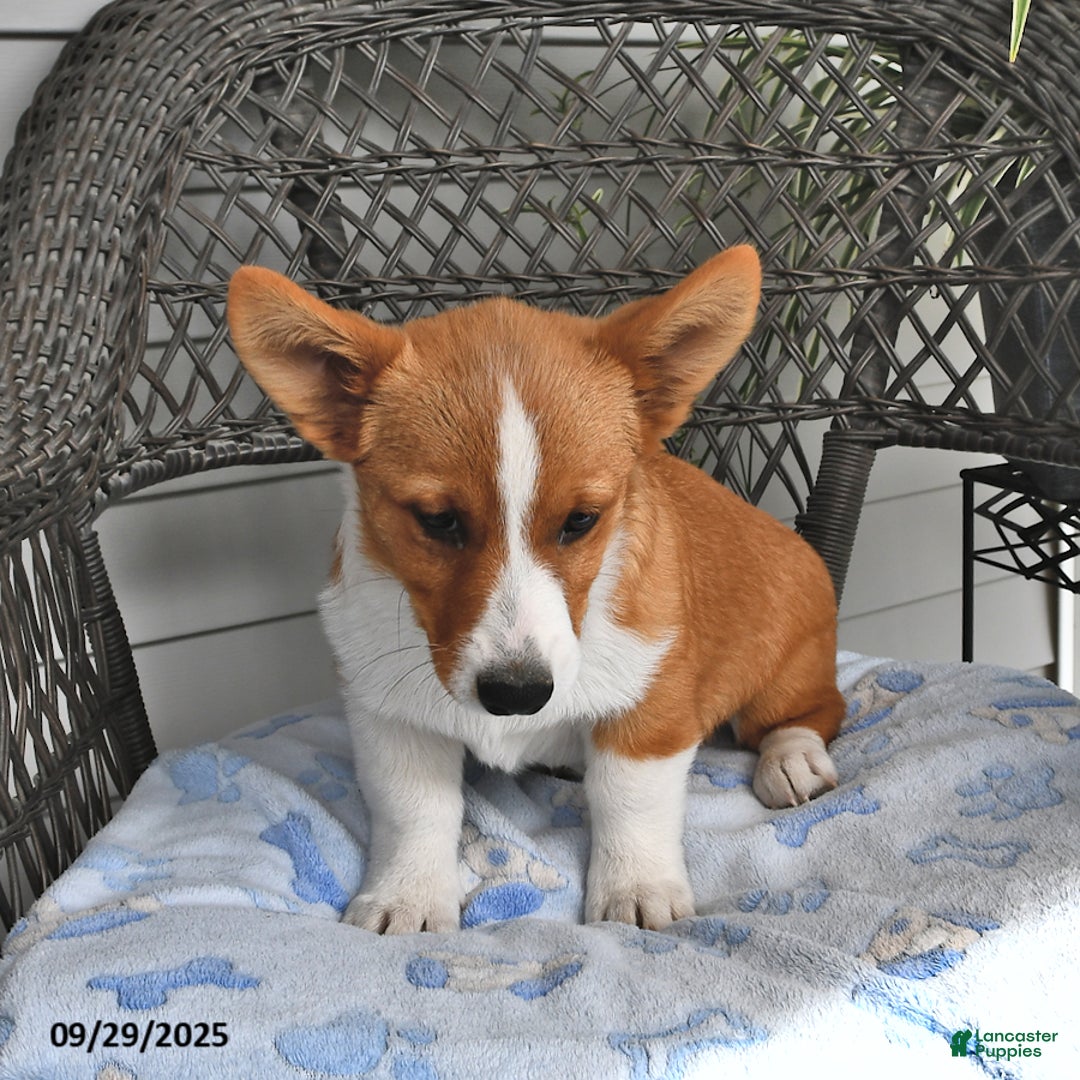 Welsh Corgi Pembroke dogs for sale: Jack - Ad 13