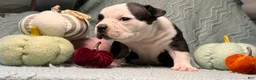 American Bully dogs for sale: Black Ticked Trindle 2 - Ad 4