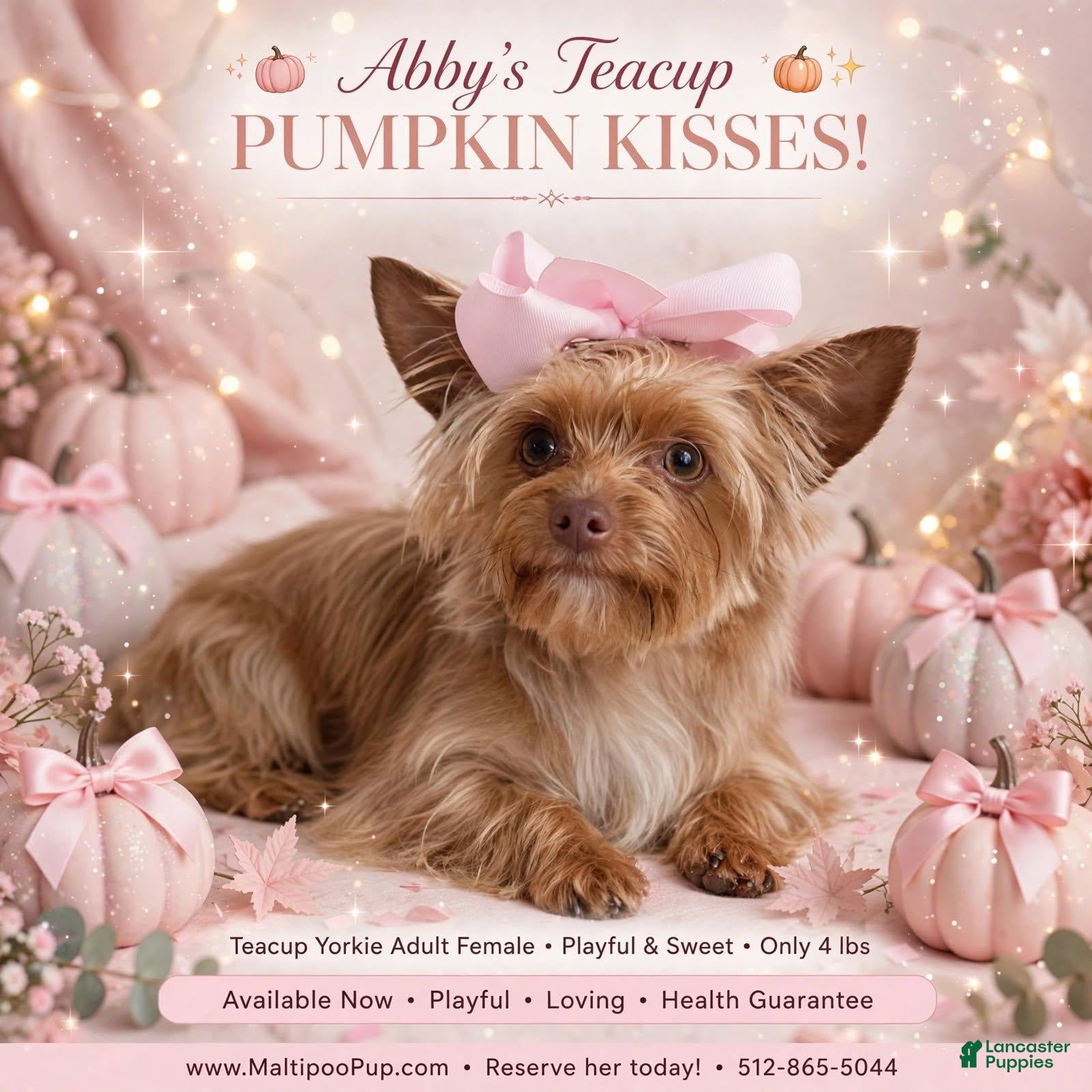 Yorkshire Terrier dogs Abby - Ad 30