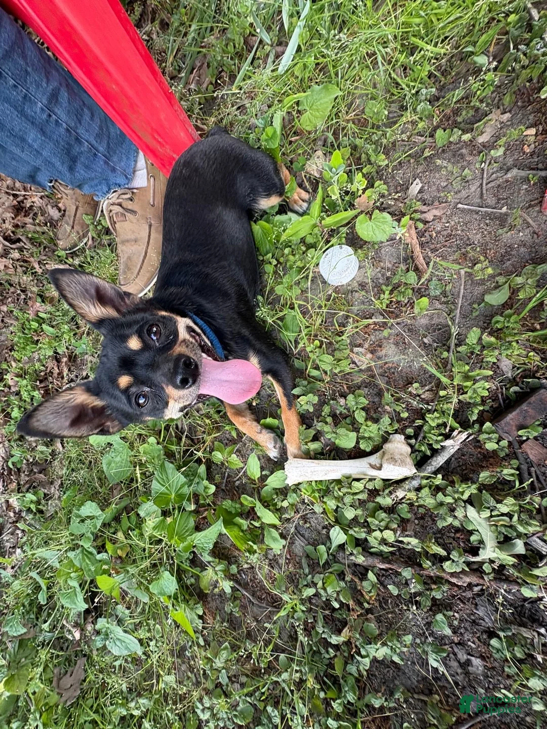 Mixed Breed dogs for sale: Mixed Breed 1 - Ad 4