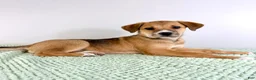 Mixed Breed dogs for sale: Callie - Ad 3