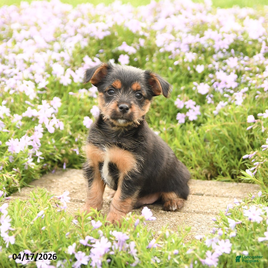 Mixed Breed dogs for sale: Dexter - Ad 3