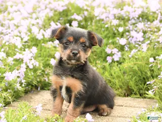 Mixed Breed dogs for sale: Dexter - Ad 3