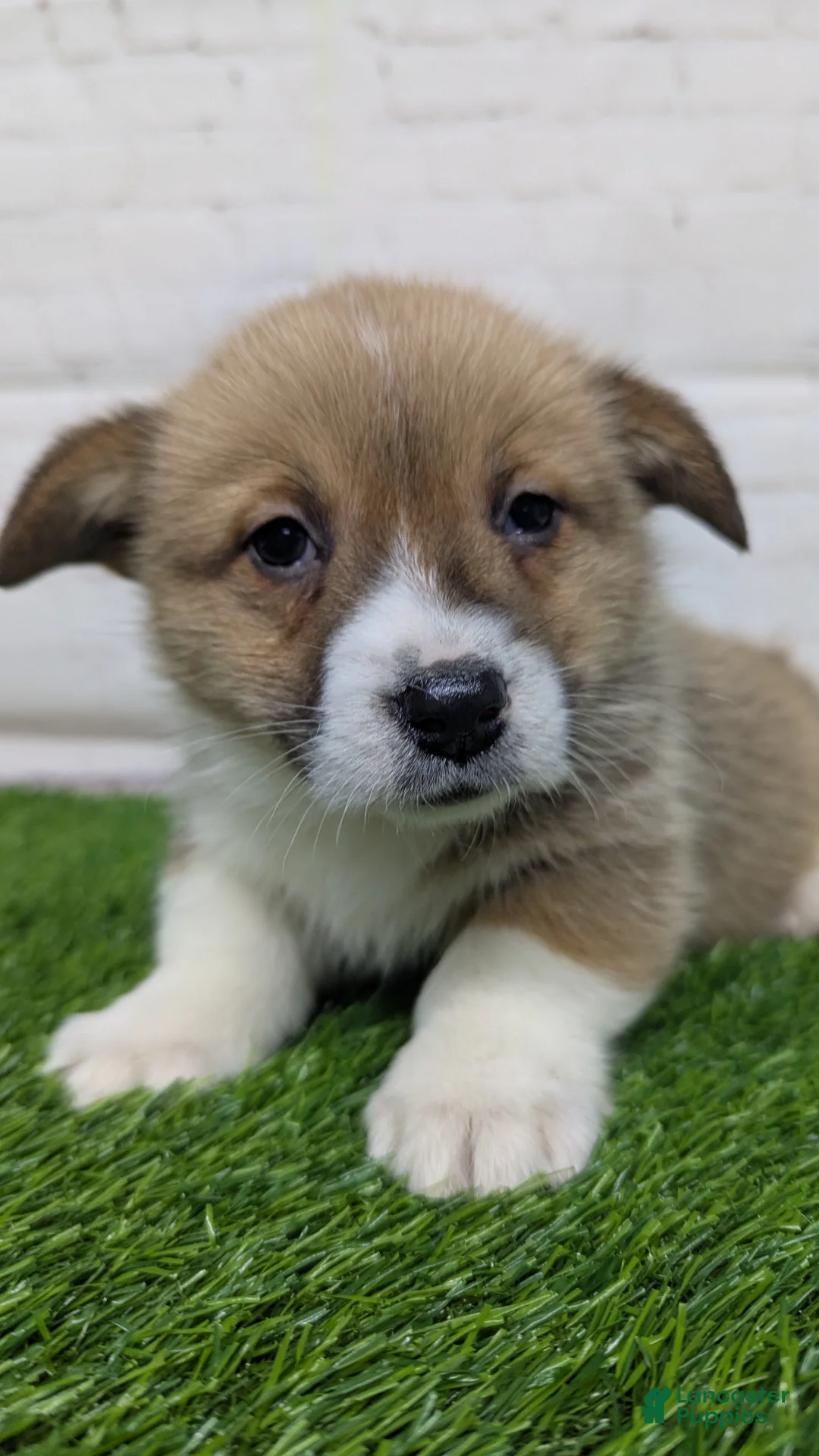 Welsh Corgi Pembroke dogs for sale: Molly - Ad 8