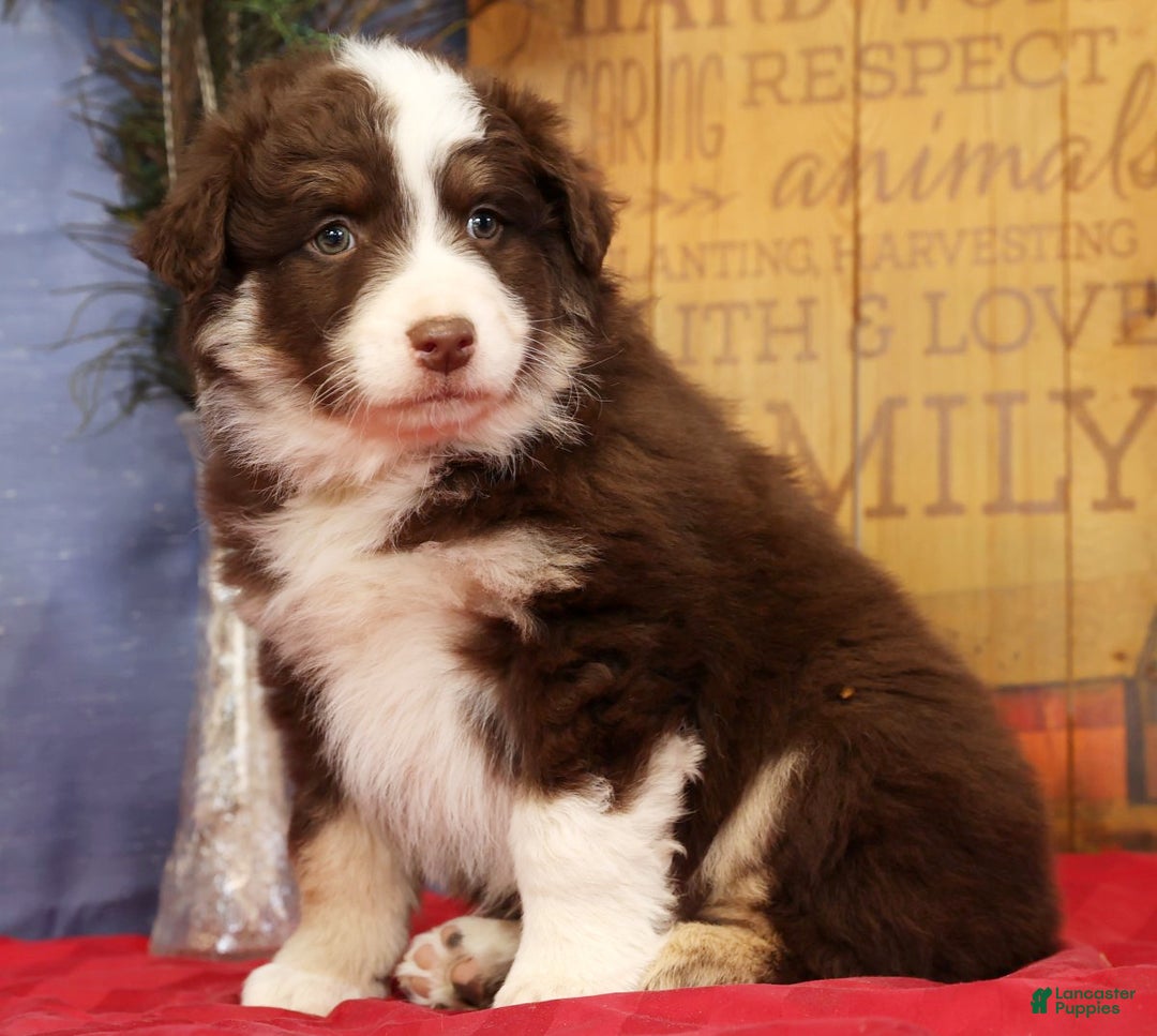 Miniature Australian Shepherd dogs for sale: Max - Ad 1
