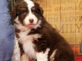 Miniature Australian Shepherd dogs Max - Ad 4