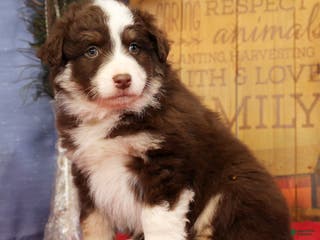 Miniature Australian Shepherd dogs Max - Ad 31