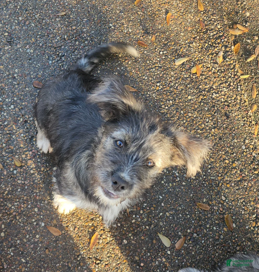 Mixed Breed dogs for sale: Mixed Breed Puppy 2 - Ad 3