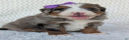 Mini Bernedoodle dogs for sale: Mini Indy  - Ad 32