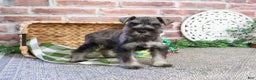 Miniature Schnauzer dogs for sale: Wayne - Ad 2