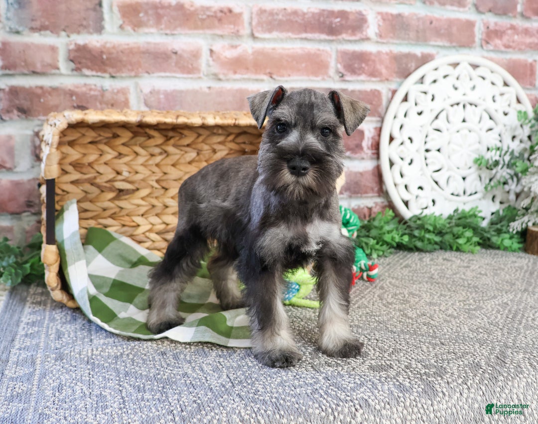 Miniature Schnauzer dogs for sale: Wayne - Ad 2