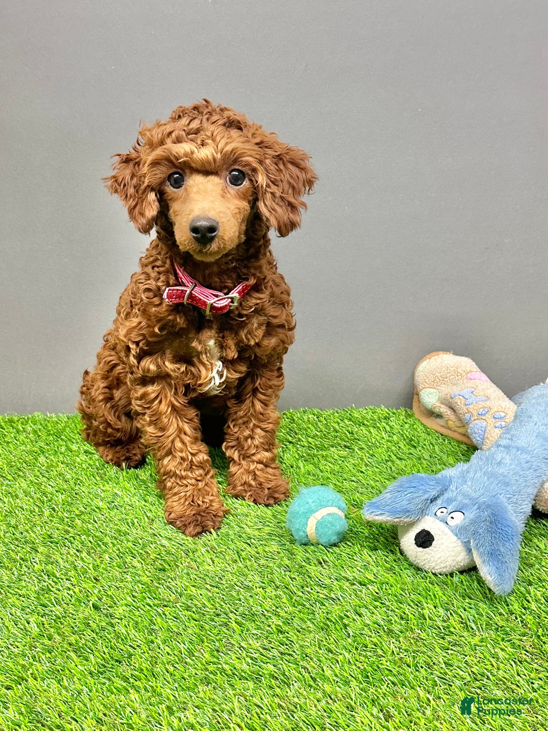 Toy Poodle dogs for sale: Coco - Ad 9