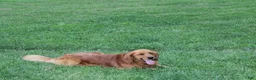 Goldendoodle dogs for sale: Veera - Ad 7